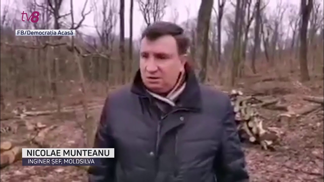 Se taie ca în Codru