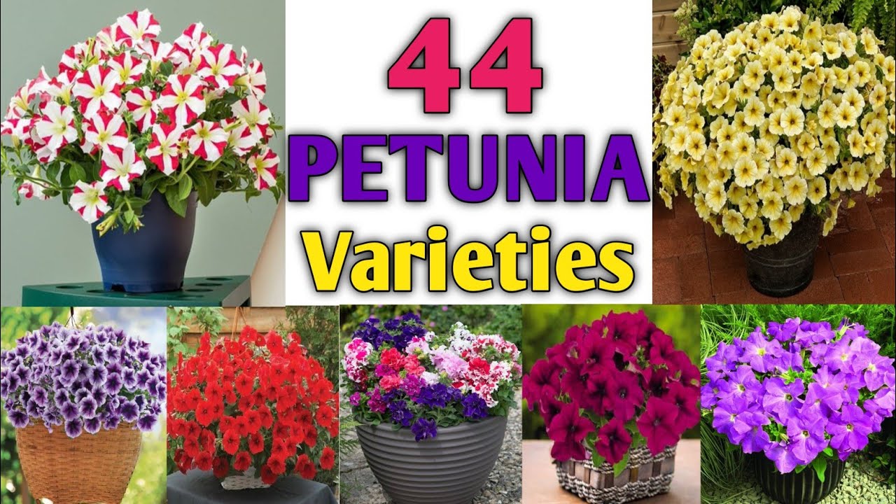44 Best Petunia Flower Varieties Petunia Types with names and