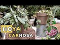 Hoya carnosa variedades y trasplante de esta planta trepadora  jardinatis