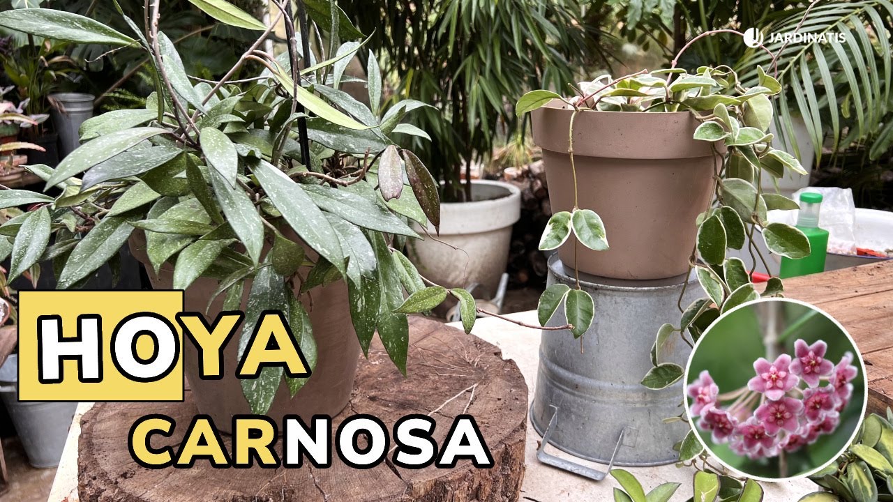 HOYA CARNOSA: Variedades y trasplante de esta planta trepadora // Jardinatis
