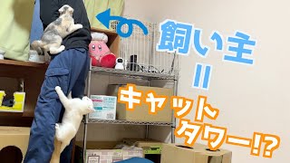 【肩乗り猫!?】どうしても飼い主に登りたい子猫の姉弟がこちら！ by 捨て猫姉弟ハナとユキ 15,254 views 1 year ago 7 minutes, 6 seconds