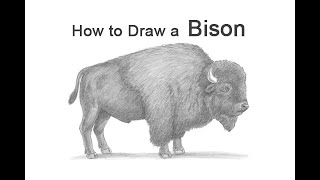 How to Draw a Bison (Buffalo)