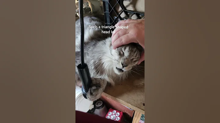 Video 9831461: mainecoon pure, sweet mainecoon