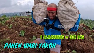 SI Botak Membantu Panen Umbi Yakon | JEJAK SI GUNDUL (08/05/26) P1