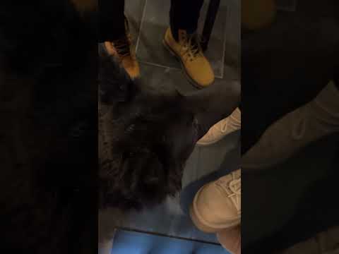 муди- венгерская собака #budapest #венгрия #будапешт #собака #dog #doglover