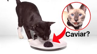 Cats Try Caviar