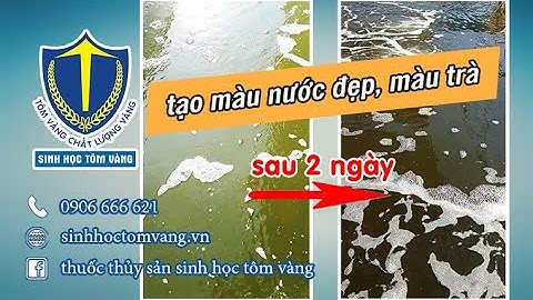 Cách gây màu nước ao nuôi tôm đẹp chỉ sau 2 ngày, tạo nguồn thức ăn tự nhiên cho tôm