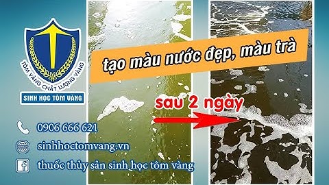 Cách xử lý mặt nước ao có màu