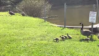 Little Baby Geese at Findley State Park by Adventures with Al 12 views 10 days ago 39 seconds
