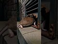 This Rat Found Something Unexpected #scary #wildlife