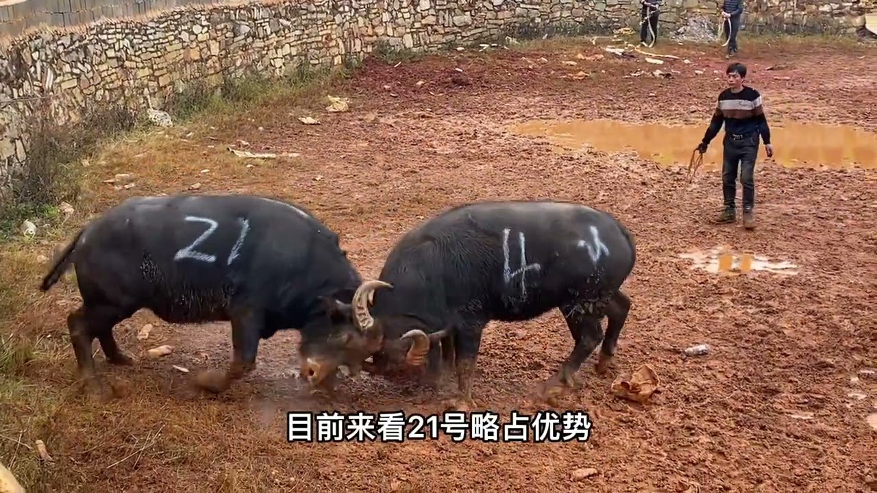 云南乡村牛王争霸赛，场面激烈，牛角都被撞断了 #斗牛视频