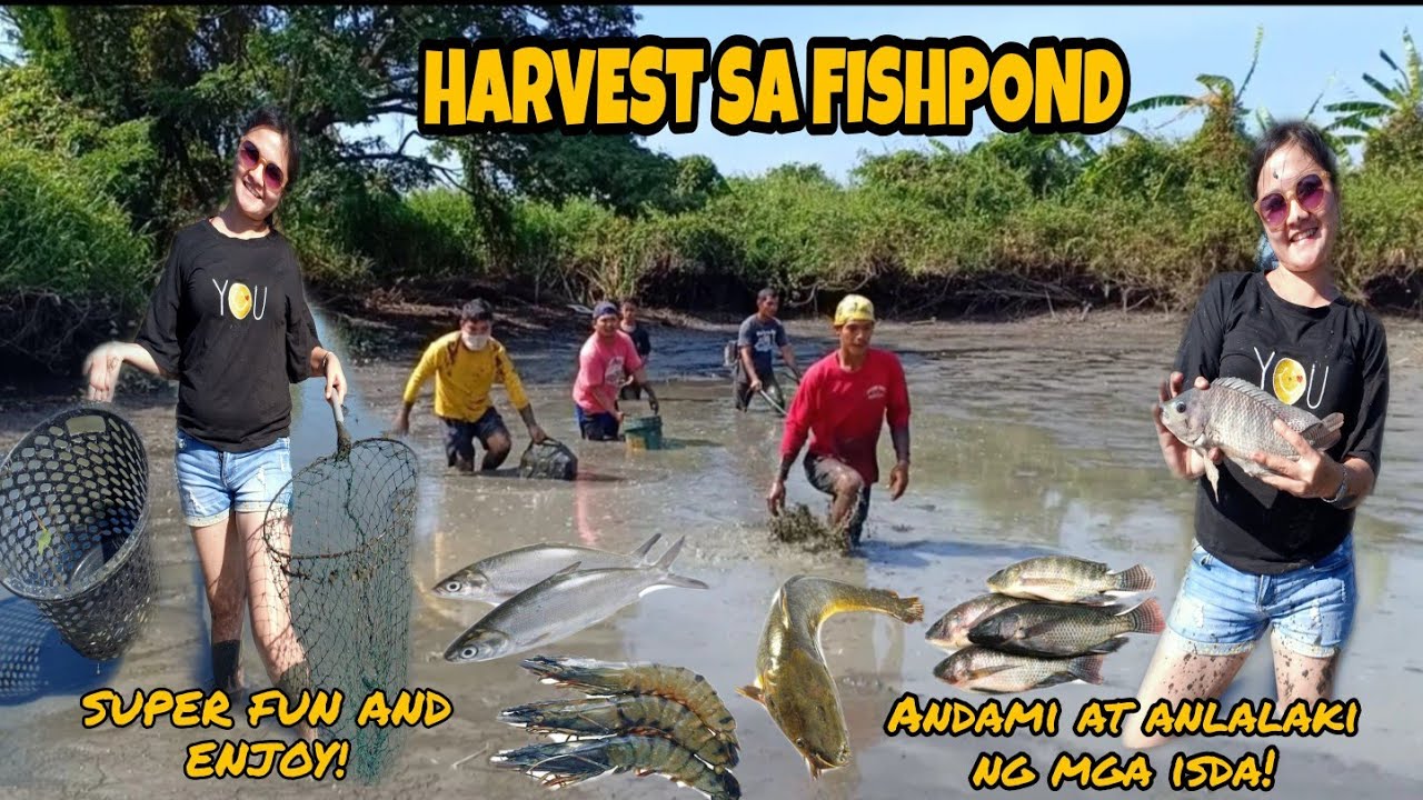 HARVESTING TILAPIA, BANGUS, HIPON AND DALAG FROM THE FISHPOND | HERLYN BATIN