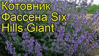 Котовник фассена Сикс Хиллз Гиант. Краткий обзор, описание характеристик, где купить саженцы Котовник фассена Сикс Хиллз Гиант. Краткий обзор, описание характеристик, где купить саженцы