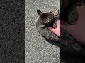 日向ぼっこ #猫 #ネコ