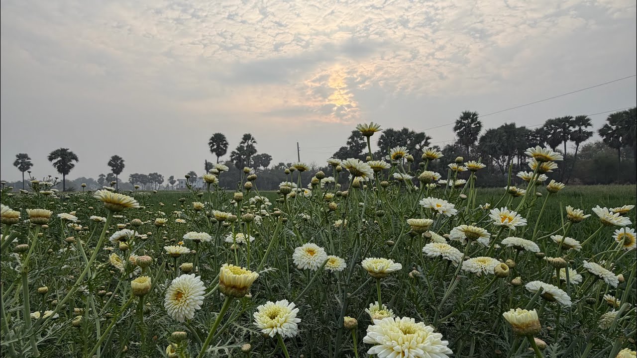 Morning vibes cherry 😊#youtube #vlog #dailyvlog #villagelife 