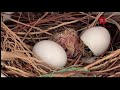Laughing Dove|Nesting|Egg Hatching|Young Laughing dove|SMART & SMILE
