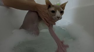 Sphynx cats trying to escape bath time