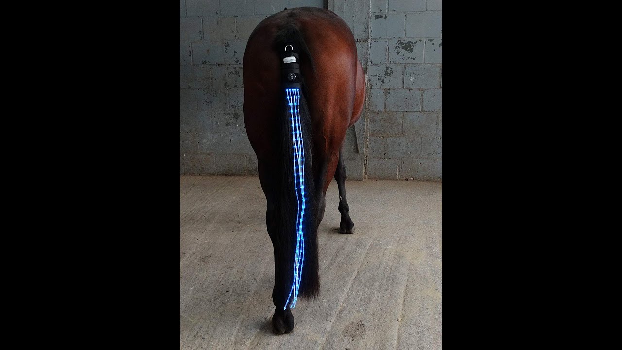 Horse Safety LED Tail Lights YouTube