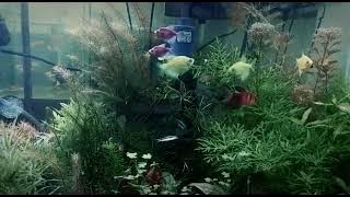 ting ting tiding🎊🎊🎊