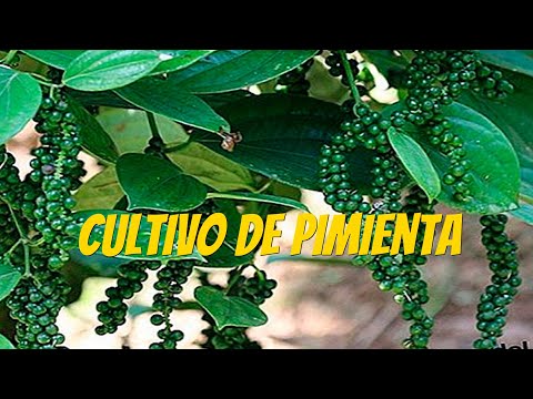 Video: Pimienta - Cuidado Y Cultivo