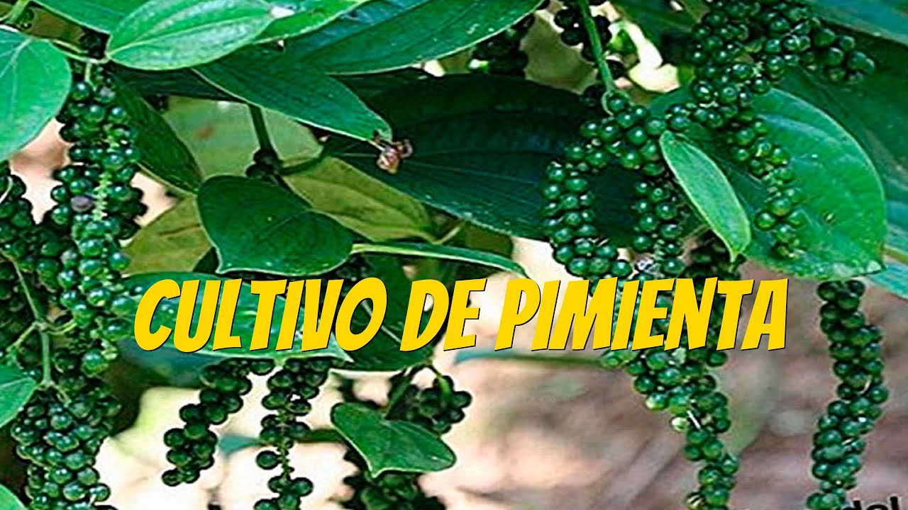 El Cultivo de Pimienta, lo que debes saber! 