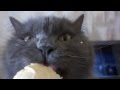 кот ест мороженое/ cat eats