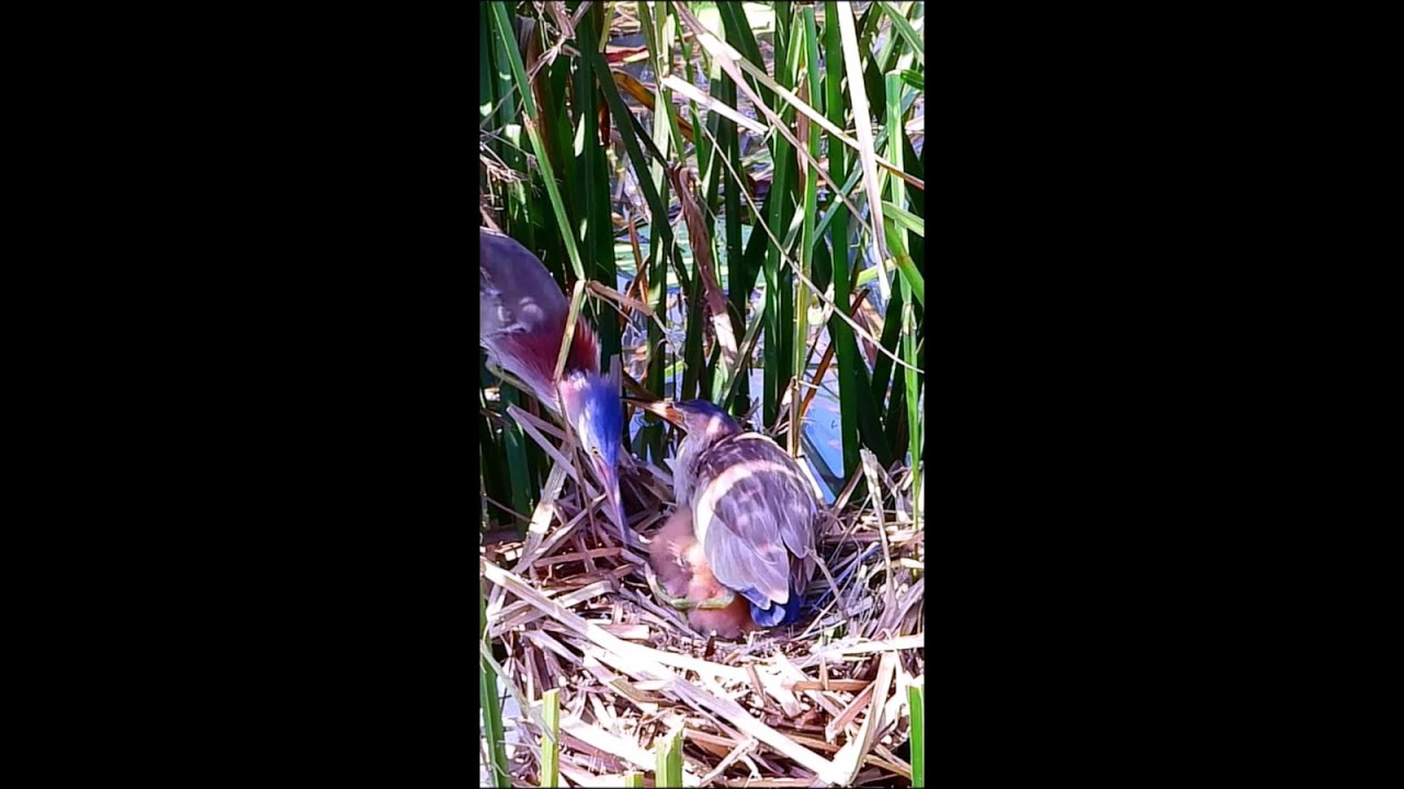 The family of Yellow Bittern 