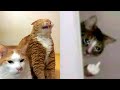 Cat Memes That You Will Regret Not Watching