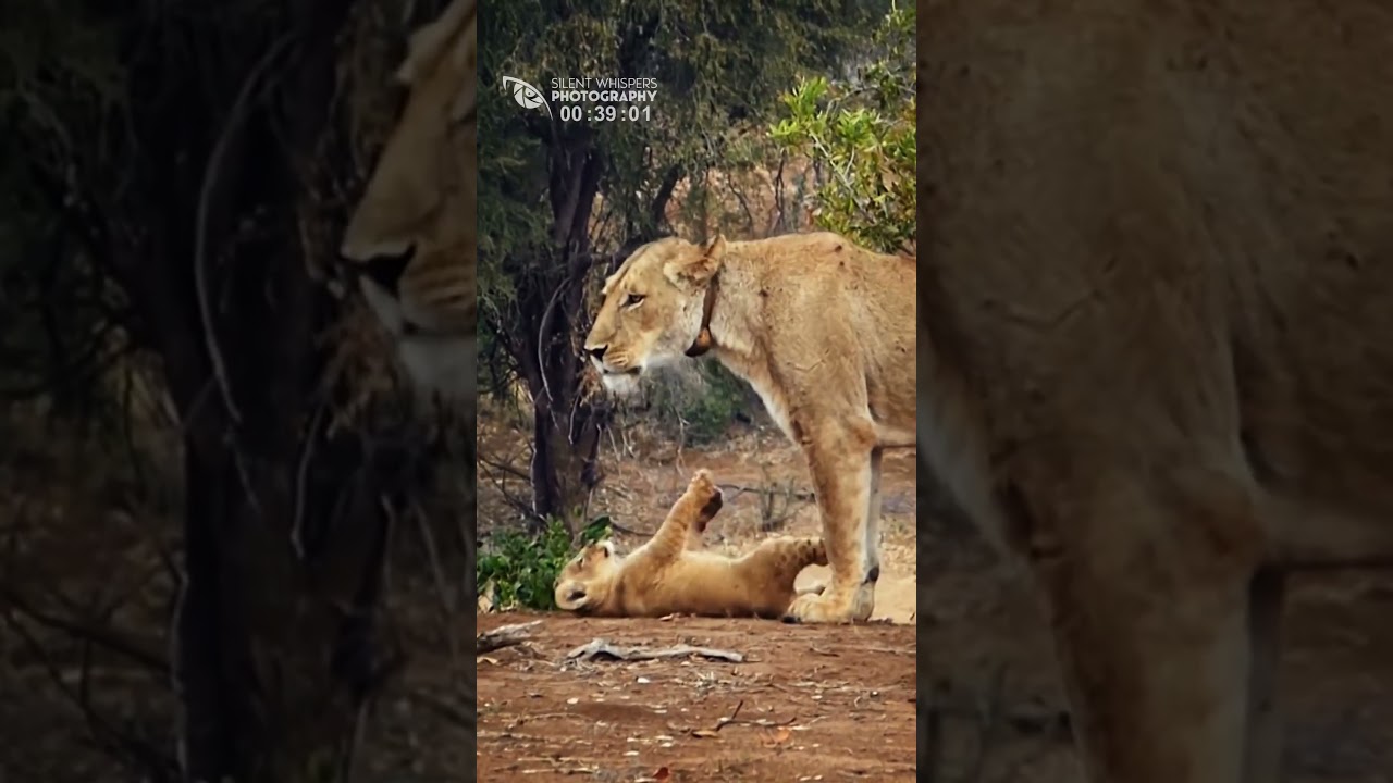 The Little Lion Cub Roared (Funny and Cute Animal Cubs)