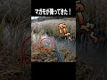 マガモが頭上から降ってきた #shorts #カモ猟
