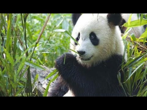 فيديو: هل تعلم اين يعيش الباندا؟