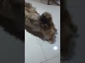 #shitzhupuppies #shitzupuppy #puppy #puppi #dogplayingvideo #dogplaywithhuman #dogplayingwithball