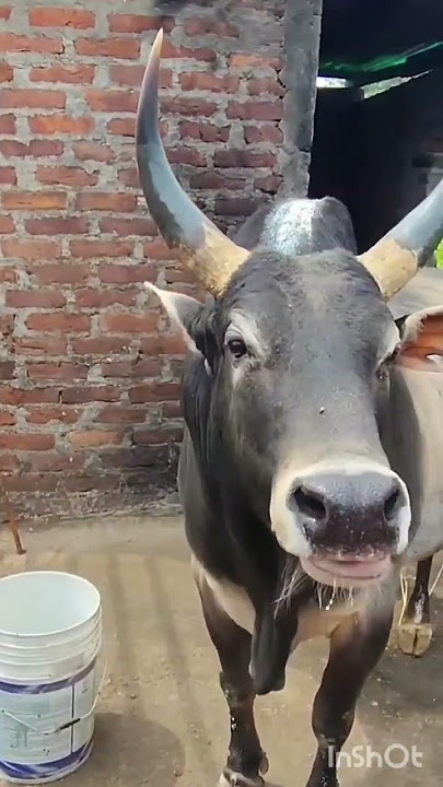 Satya masi dungkha wa pannam ha meghalaya