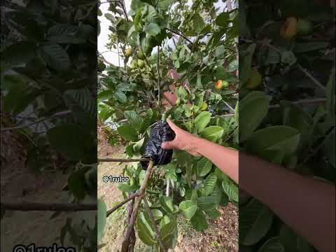 Vídeo: Moving Arbres fruiters de guaiaba - Aprèn a trasplantar un arbre de guaiaba