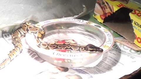 My ball python drinking water