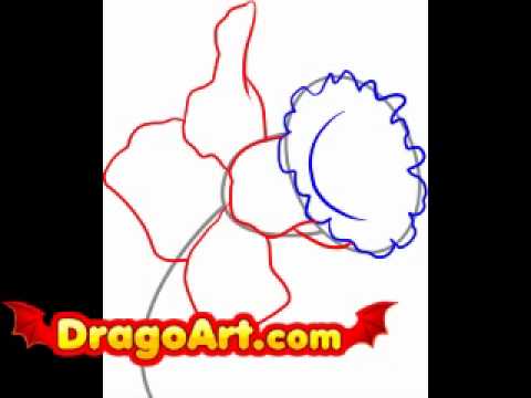 How to draw a daffodil, step by step - YouTube