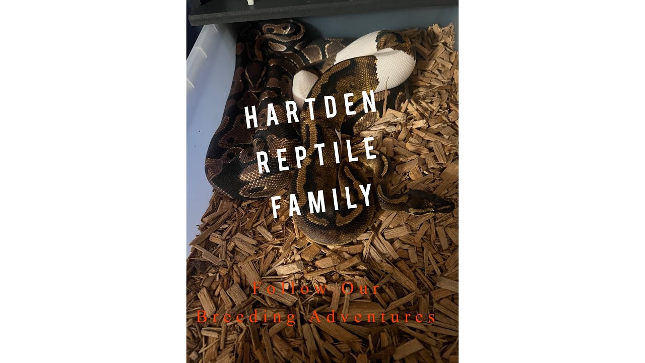 Ball python Breeding underway! - YouTube