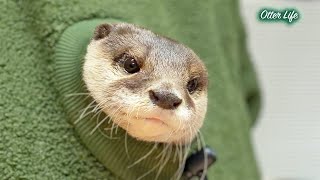 魔法のパーカーにすっかり虜になってしまったカワウソ [Otter Life Day 997]