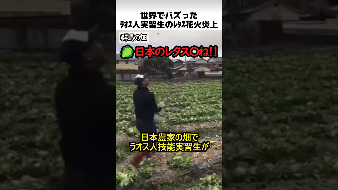 ラオス技能実習生のレタス農家就職