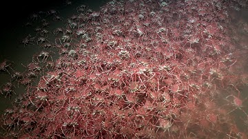 Deep Hotspots of Biodiversity | Canyons, Vents, and Seeps of the Chile Margin