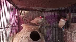 Fawn Java pair breeder pair ready to second breed 
