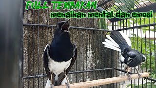 KACER EMOSI FULL TEMBAKAN ngotot dijamin AMPUH menaikan MENTAL dan EMOSI KACER