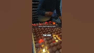 The Genius Light Method to Detect Rotten Eggs in Factories