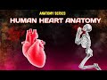#heart || Human Heart Anatomy || Heart ki anatomy || Circulation in heart || Blood flow in heart ||