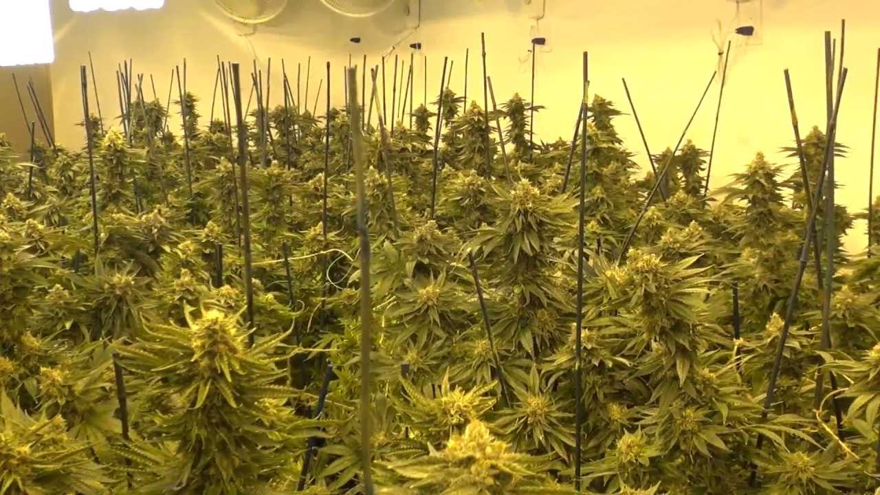 GOING IN, BROWNDIRTWARRIOR Massive Indoor Medical Marijuana Series