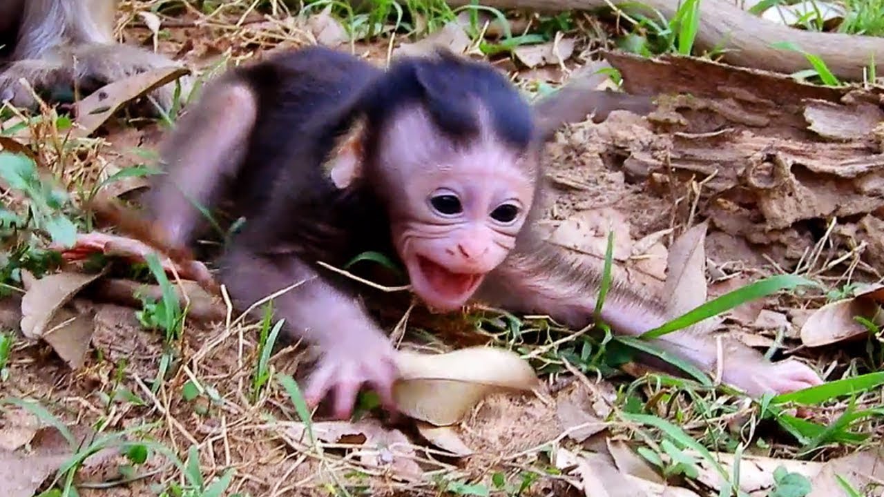 Million cry! Poor newborn Toni cry million time beg mom for milk-Why Tara deny milk like this