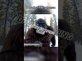Bigfoot's Week Escaping Humans#bigfoot #funny