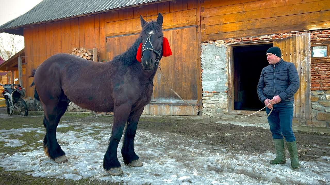 Достойна заміна «Березівському плідникові » Жеребець та лісовий гарний кінь