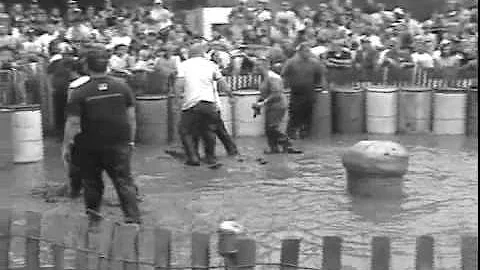 Pig Wrestling