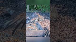 A Hawk Attacked a Squirrel But Something Went Wrong 🐿️🦅 #animals #nature #wildlife Profile